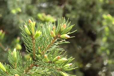 Yeşil iğneler ve genç sürgünler ile Bahar arka plan.