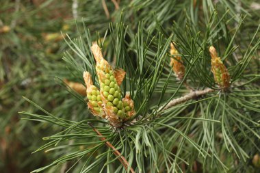 Yeşil iğneler ve genç sürgünler ile Bahar arka plan.