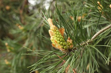 Yeşil iğneler ve genç sürgünler ile Bahar arka plan.