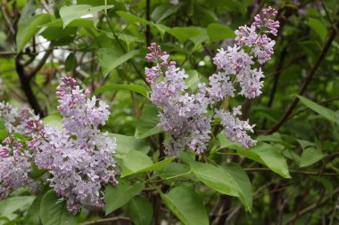 Yeşil yaprakları arasında leylak çiçekleri ile Bahar arka plan.