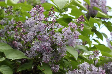 Yeşil yaprakları arasında leylak çiçekleri ile Bahar arka plan.