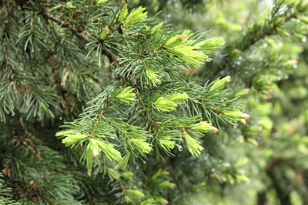 春天背景绿色针与年轻的芽 — 图库照片