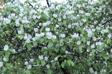 Yeşil yaprakları arasında kiraz erik çiçekleri ile Bahar arka plan.