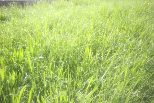 Fondo Verano Suave Con Hierba Verde Sol Destaca — Foto de Stock