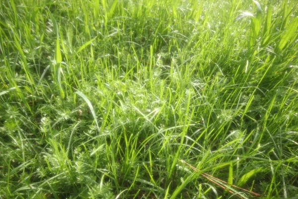 Fundo Verão Macio Com Grama Verde Destaques Sol — Fotografia de Stock