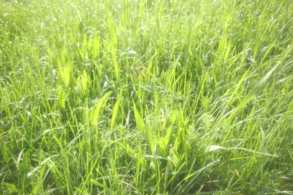 Weicher Sommerhintergrund Mit Grünem Gras Und Sonnenakzenten — Stockfoto