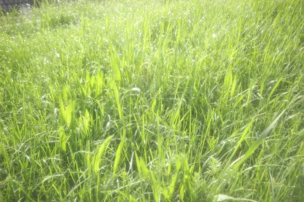 Yeşil Çimenler Güneş Olayları Ile Yumuşak Yaz Arka Plan — Stok fotoğraf