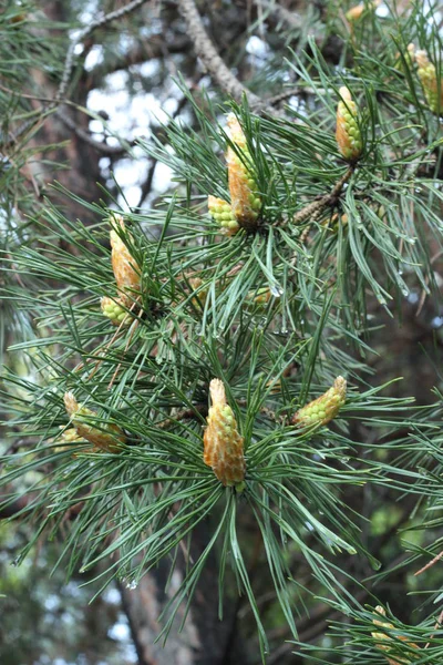 Spring Background Green Needles Young Shoots — Stock Photo, Image