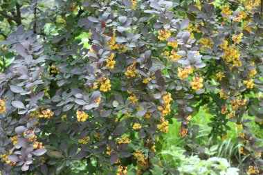 Çiçekler ve yeşil yaprakları ile Bahar arka plan.