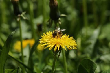 Yeşil yaprakları arasında sarı bir karahindiba çiçeği üzerinde böcek ile Bahar arka plan.