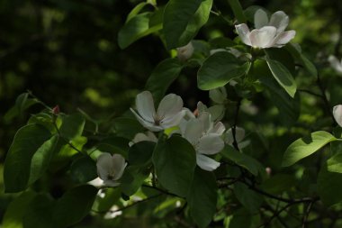 Yeşil yaprakları arasında ayva çiçekleri ile Bahar arka plan.