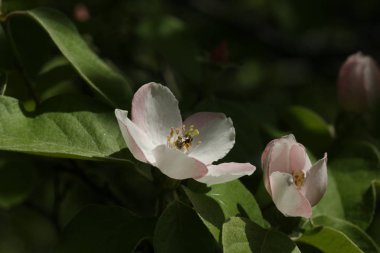 Yeşil yaprakları arasında ayva çiçekleri ile Bahar arka plan.