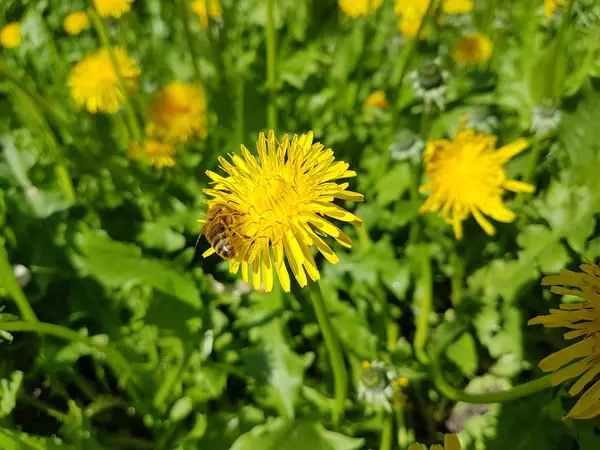 Hintergrund Mit Gelben Blumen Zwischen Grünem Gras Frühling — Stockfoto