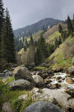 Bahar manzara dağ orman.