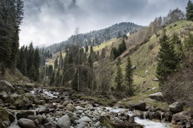 Bahar manzara dağ orman.