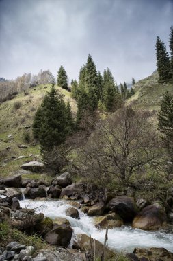 Bahar manzara dağ orman.