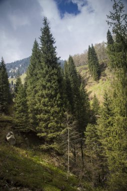 Bahar manzara dağ orman.