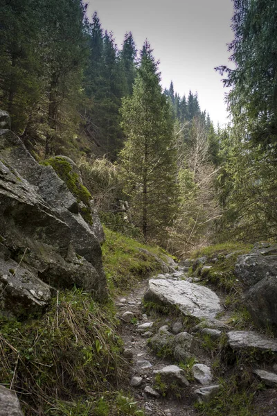 Paisaje Primavera Con Abetos Bosque Montaña — Foto de Stock