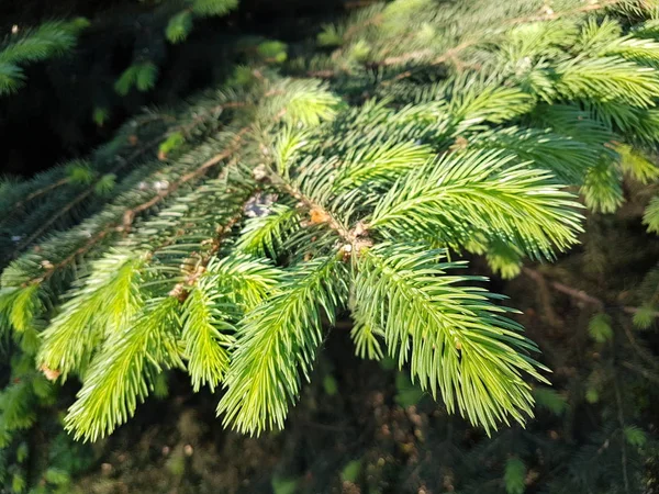 Green Background Needles Spruce Tree Sunny Morning — Stock Photo, Image