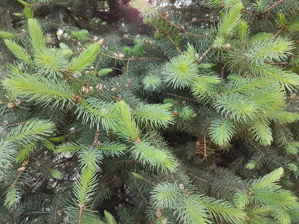 Green Background Needles Spruce Tree Sunny Morning — Stock Photo, Image