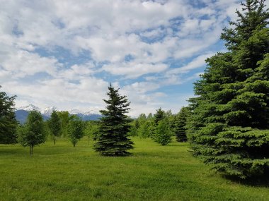 Bulutlar ve yeşil ağaçlar ile Yaz manzara.