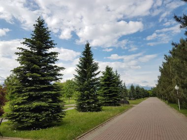 Bulutlar ve yeşil ağaçlar ile Yaz manzara.