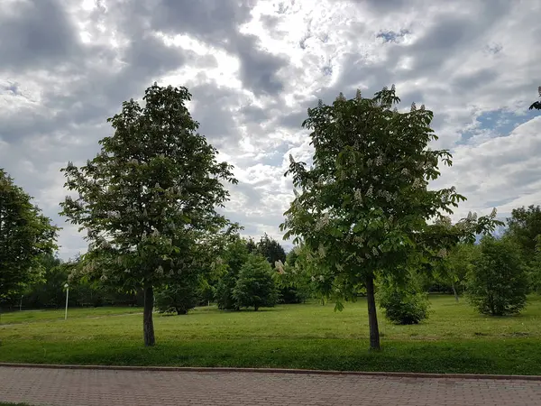 Summer Landscape Clouds Green Trees — Stock Photo, Image