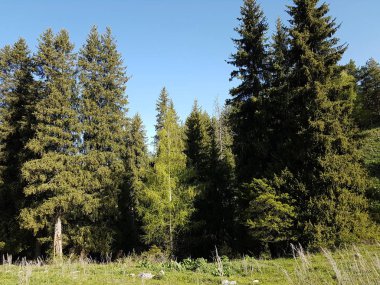 Dağ ormanında sabah manzarası.