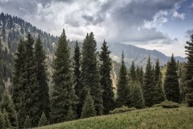 Yaz aylarında bir dağ ormanı üzerinde bulutlar ile Sabah manzara.