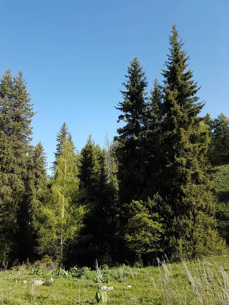 Dağ ormanında sabah manzarası.