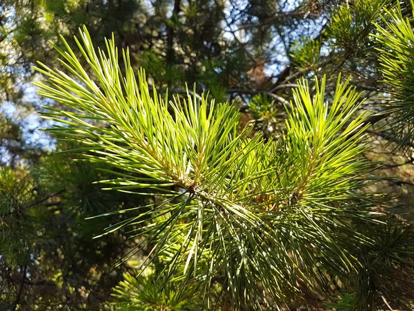 Background Texture Green Pine Needles — Stock Photo, Image