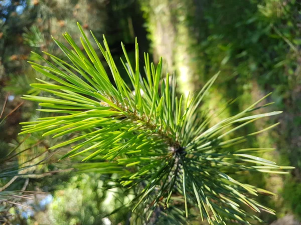 Background Texture Green Pine Needles — Stock Photo, Image