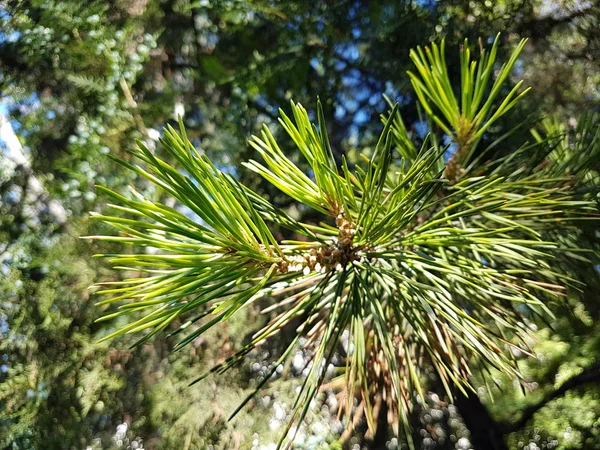 Background Texture Green Pine Needles — Stock Photo, Image