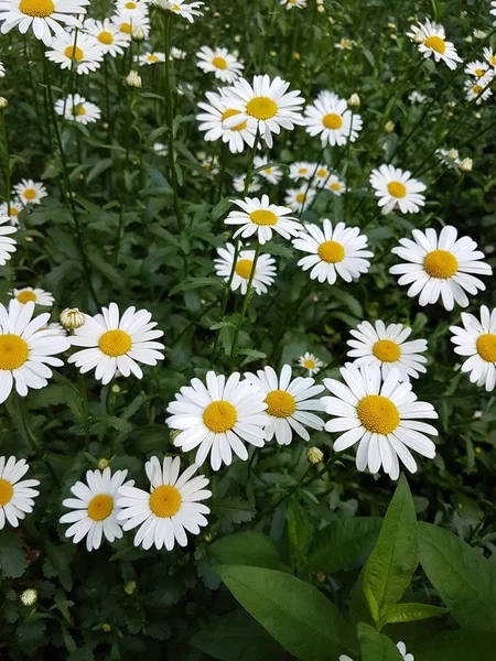 Kwiaty Białe Stokrotki Tle Zielonej Trawy — Zdjęcie stockowe