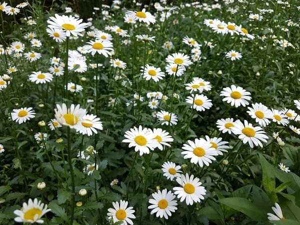 Yeşil Çim Bir Arka Plan Üzerinde Çiçekler Beyaz Papatyalar — Stok fotoğraf
