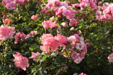 Yeşil yaprakları arasında gül çiçekleri ile Yaz arka plan.