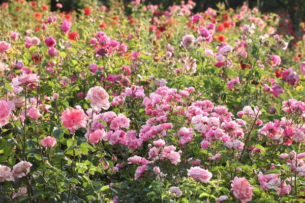 Letní Pozadí Květy Růží Mezi Zelenými Listy — Stock fotografie