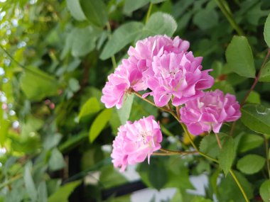 Yeşil yaprakları arasında pembe çiçekler ile Yaz arka plan.