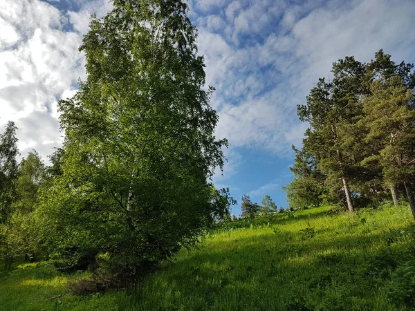 Zomer Met Groen Gras Een Berg Woud — Stockfoto