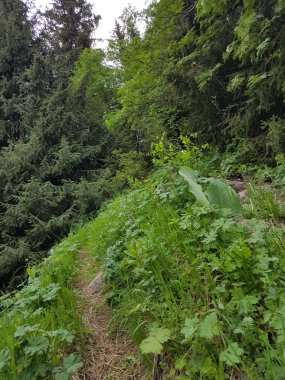 Dağ ormanında yaz manzarası.
