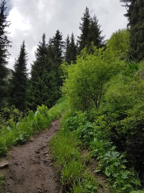 Dağ ormanında yaz manzarası.