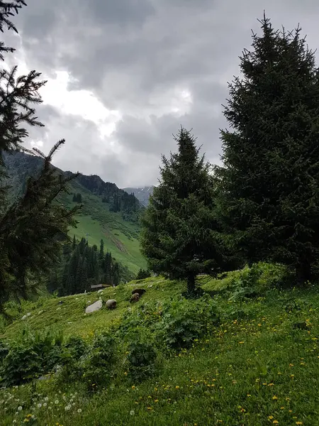 Paisaje Verano Con Flores Amarillas Hierba Verde Las Montañas — Foto de Stock