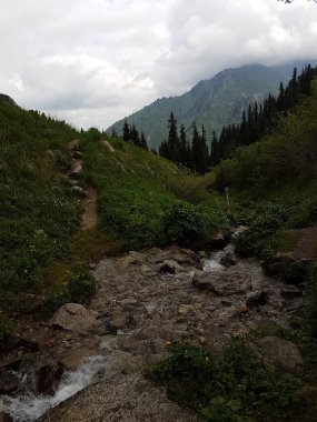 Sabah dağ ormanında yeşil çim ile peyzaj.