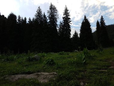 Bir yaz sabahı dağ ormanında manzara.