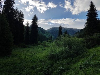 Bir yaz sabahı dağ ormanında manzara.