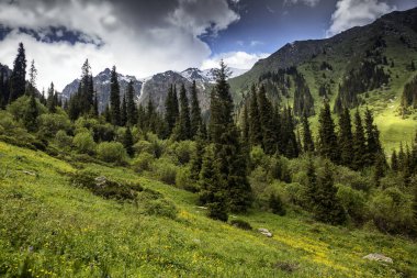 Bir yaz sabahı dağ ormanında manzara.
