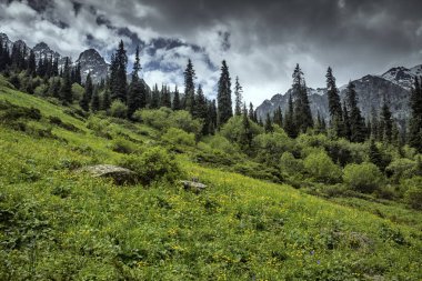 Bir yaz sabahı dağ ormanında manzara.