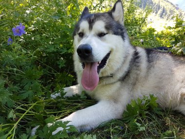 Alaskan Malamute köpek yeşil çim bir yürüyüş üzerinde dinleniyor.