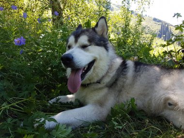 Alaskan Malamute köpek yeşil çim bir yürüyüş üzerinde dinleniyor.