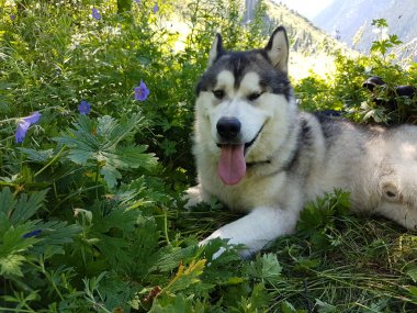 Alaskan Malamute köpek yeşil çim bir yürüyüş üzerinde dinleniyor.